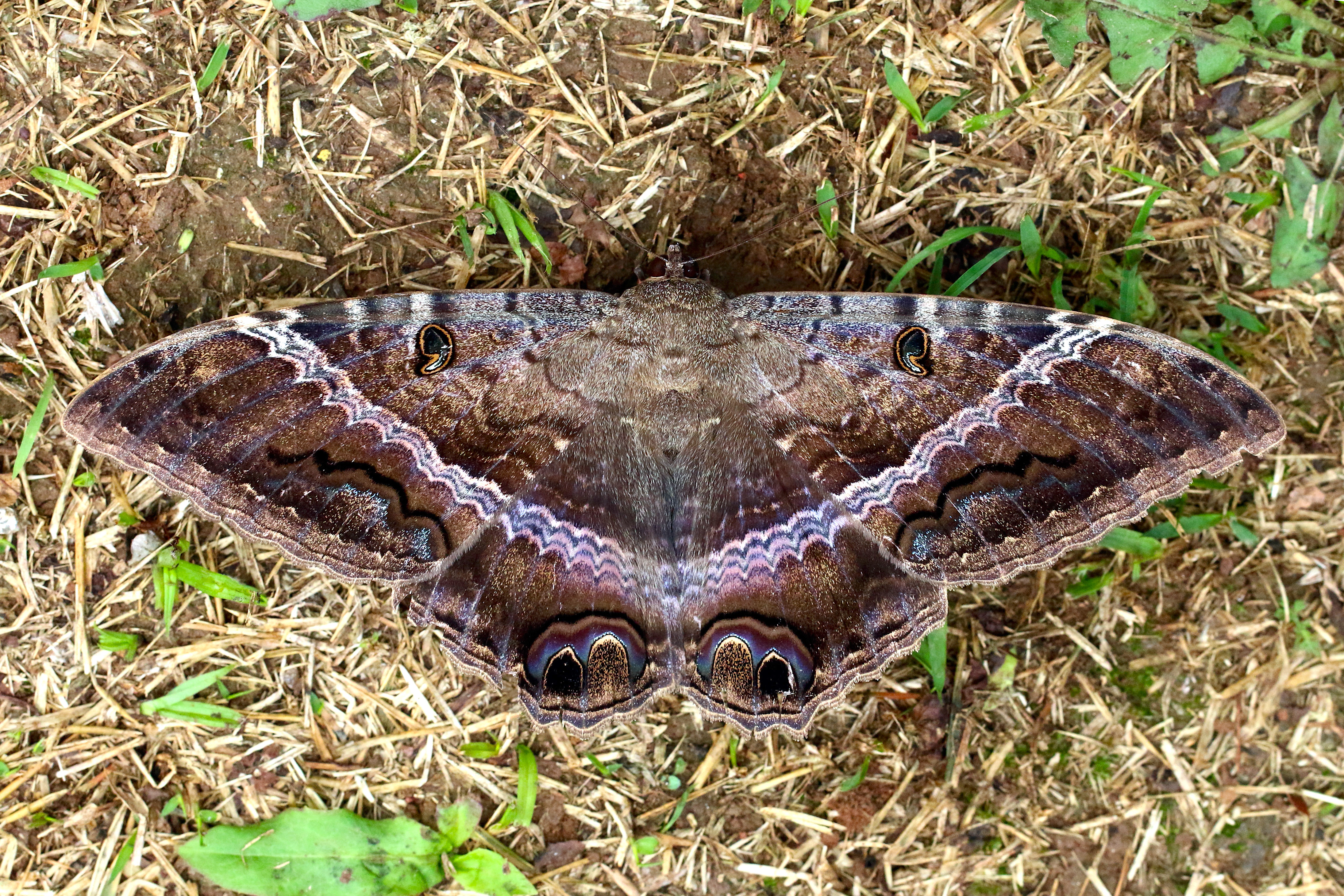Black Witch moths Ascalapha odorata (Charles J Sharp)