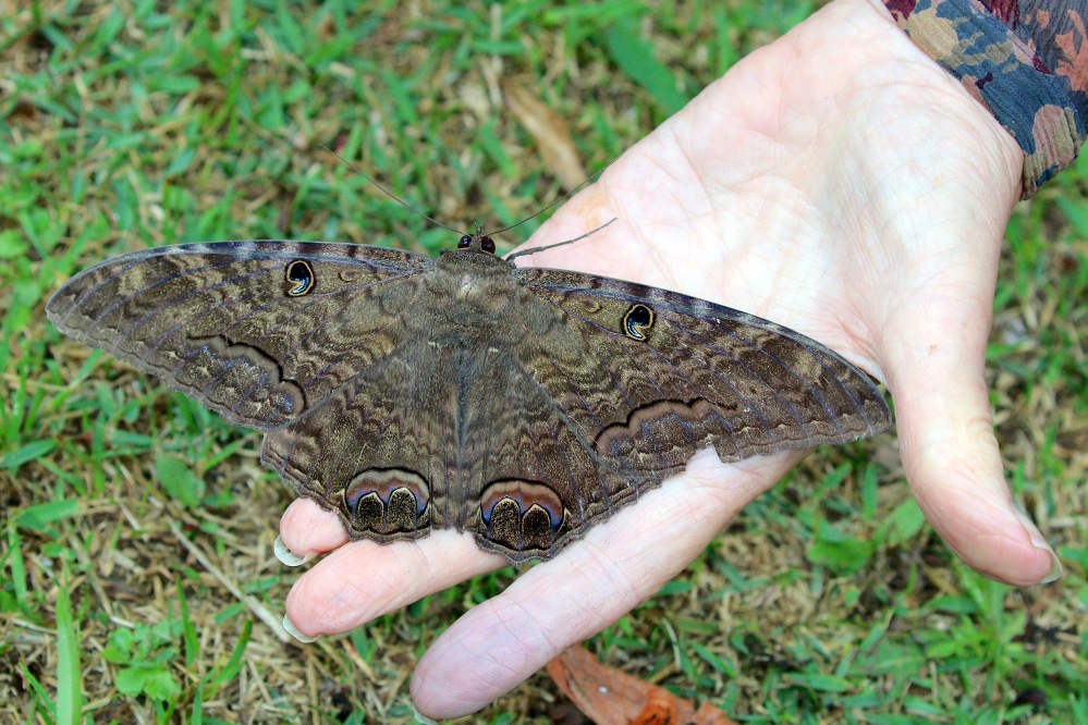 Black Witch moths Ascalapha odorata (Charles J Sharp)