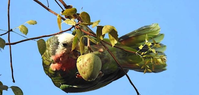 Cuban parrot, Nassau / New Providence (Melissa Maura)