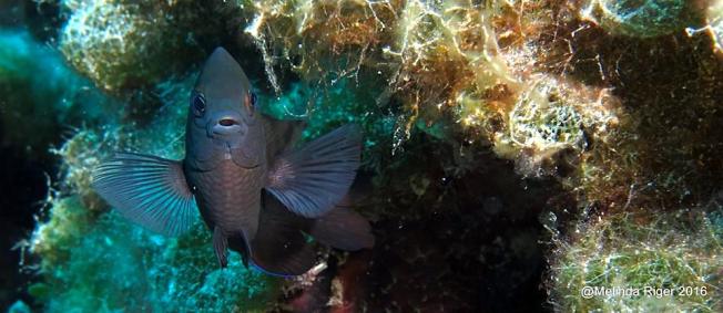 Dusky Damselfish, Bahamas (Melinda Riger)