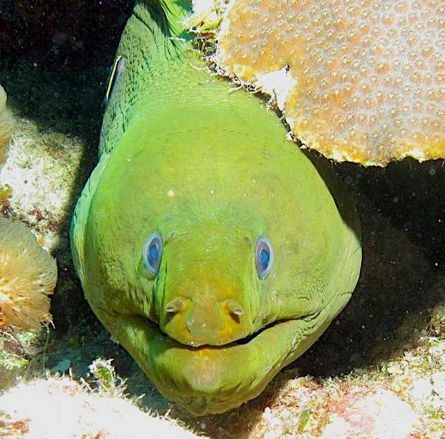 Green Moray Eel (Melinda Riger / Grand Bahama Scuba)
