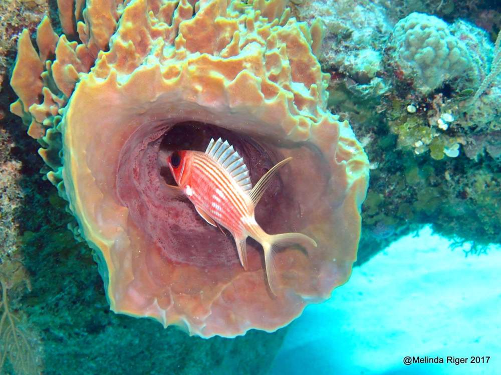 Squirrelfish, Bahamas