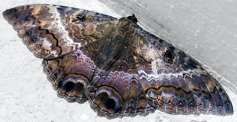 Black Witch moths Ascalapha odorata (Julia Gotz)