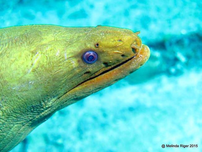 Green Moray Eel (Melinda Riger / Grand Bahama Scuba)