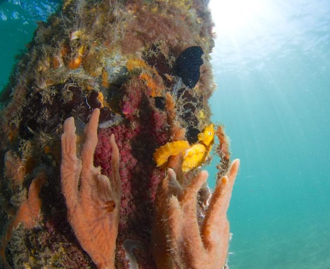 Seahorse (Adam Rees / Scuba Works)