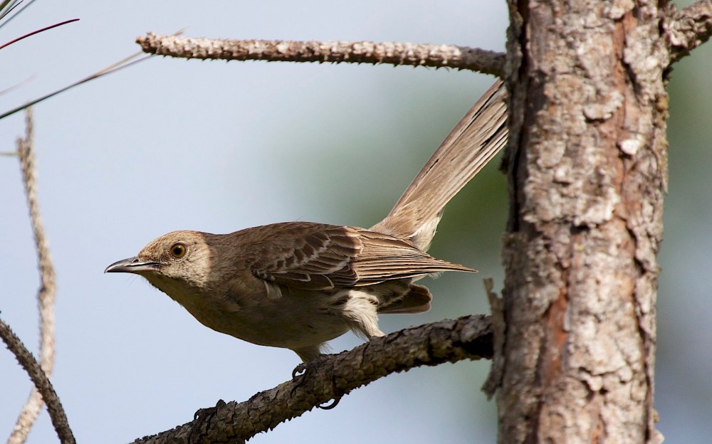 Bahama Mockingbird, Abaco - Alex Hughes