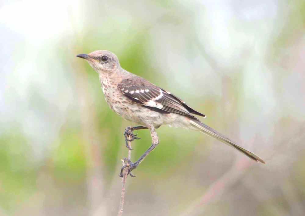 Bahama Mockingbird, Abaco - Charlie Skinner