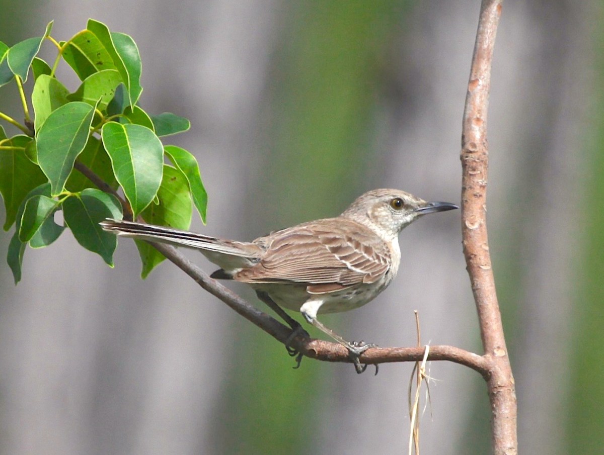 Bahama Mockingbird, Abaco Bahamas (Peter Mantle)