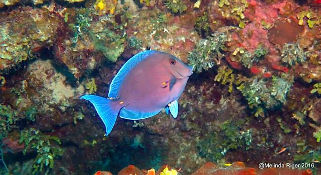 Blue Tang, Bahamas (Melinda Riger / Grand Bahama Scuba)