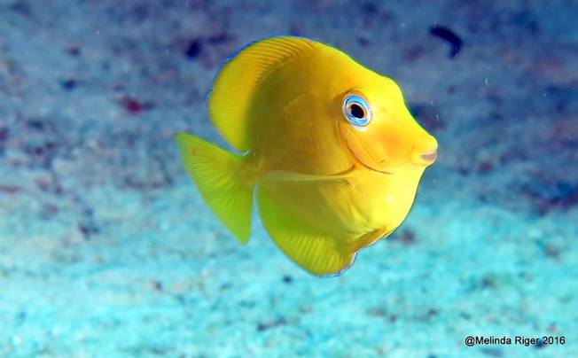 Blue Tang juvenile, Bahamas (Melinda Riger / Grand Bahama Scuba)
