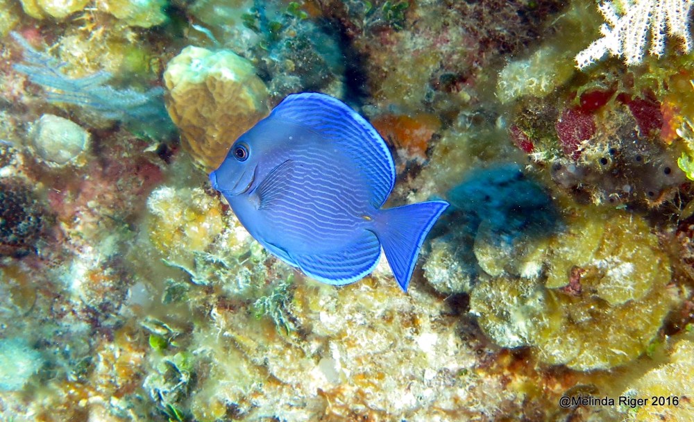 Blue Tang, Bahamas (Melinda Riger / Grand Bahama Scuba)