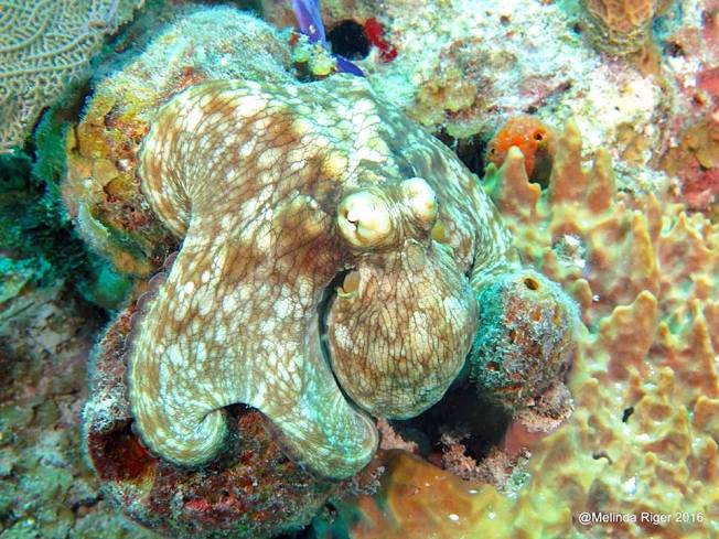 Octopus - Melinda Riger, Grand Bahama Scuba