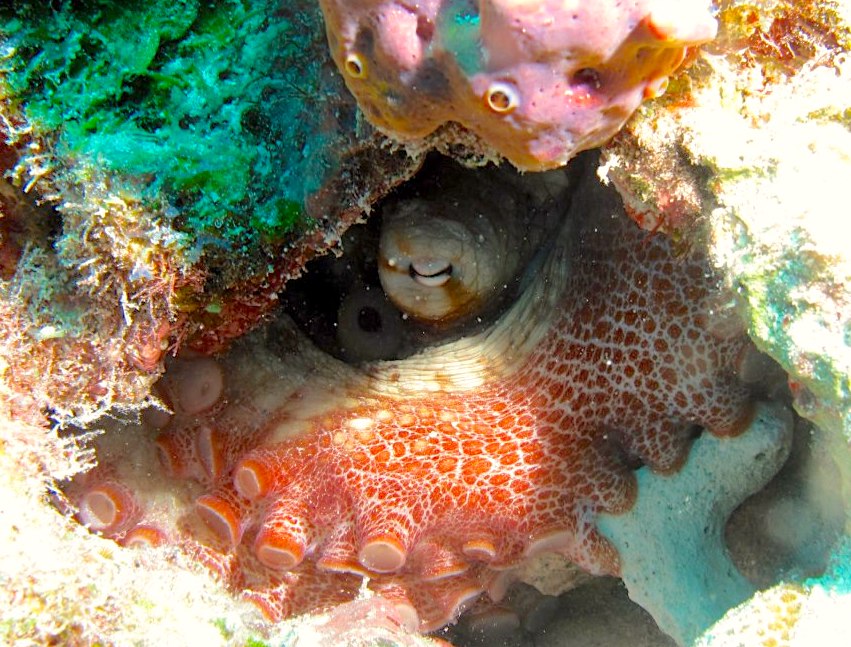 Octopus - Melinda Riger, Grand Bahama Scuba