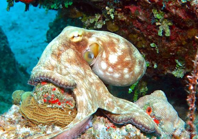 Octopus - Melinda Riger, Grand Bahama Scuba
