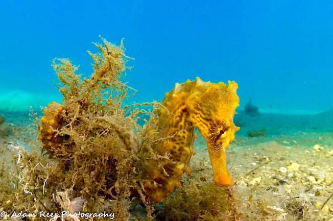 Seahorse (Adam Rees / Scuba Works)