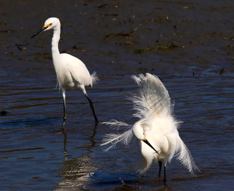 Snowy Egrets fishing (Phil Lanoue)