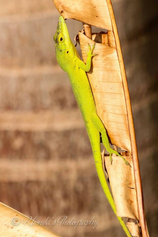 Anoles of Abaco, Bahamas (Rhonda Pearce)