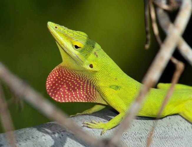 Anoles of Abaco, Bahamas (Rhonda Pearce)