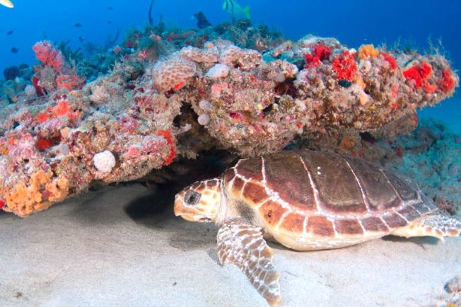 Sea Turtle - Adam Rees / Scuba Works