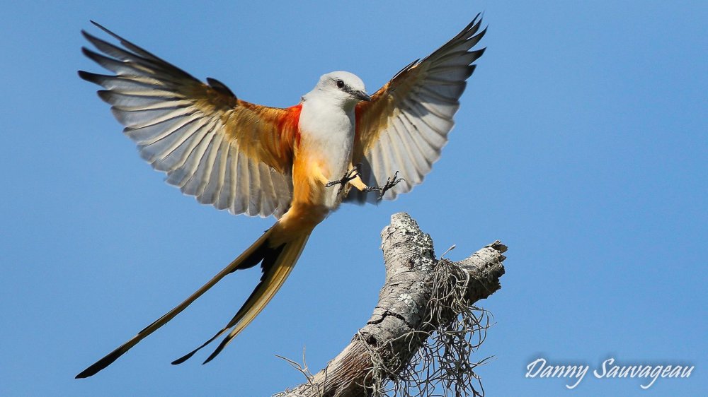Scissor-tailed Flycatcher - Danny Sauvageau
