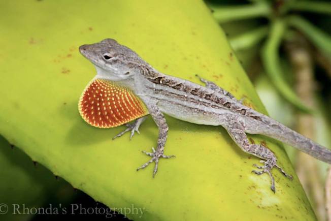 Anoles of Abaco, Bahamas (Rhonda Pearce)