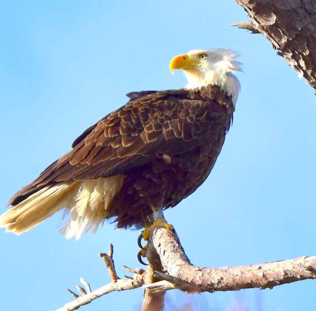 Bald Eagle - Poquoson, Virginia - Brian Lockwood