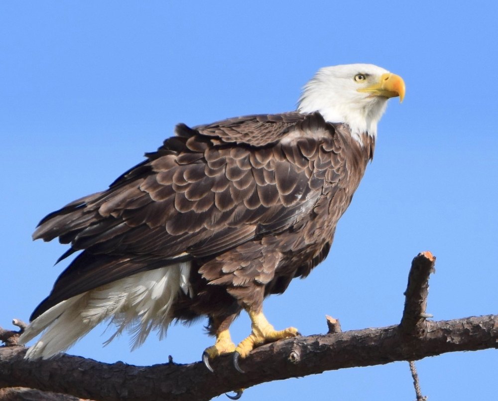 Bald Eagle - Poquoson, Virginia - Brian Lockwood