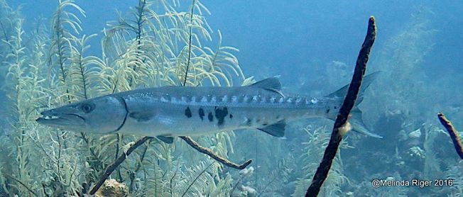 Barracuda - Melinda Riger / Grand Bahama Scuba