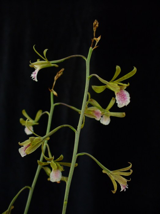 Orchid Eulophia graminea, Abaco, Bahamas (Scott Zona Wiki)
