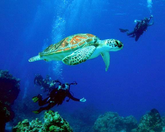 Sea Turtle - Adam Rees / Scuba Works