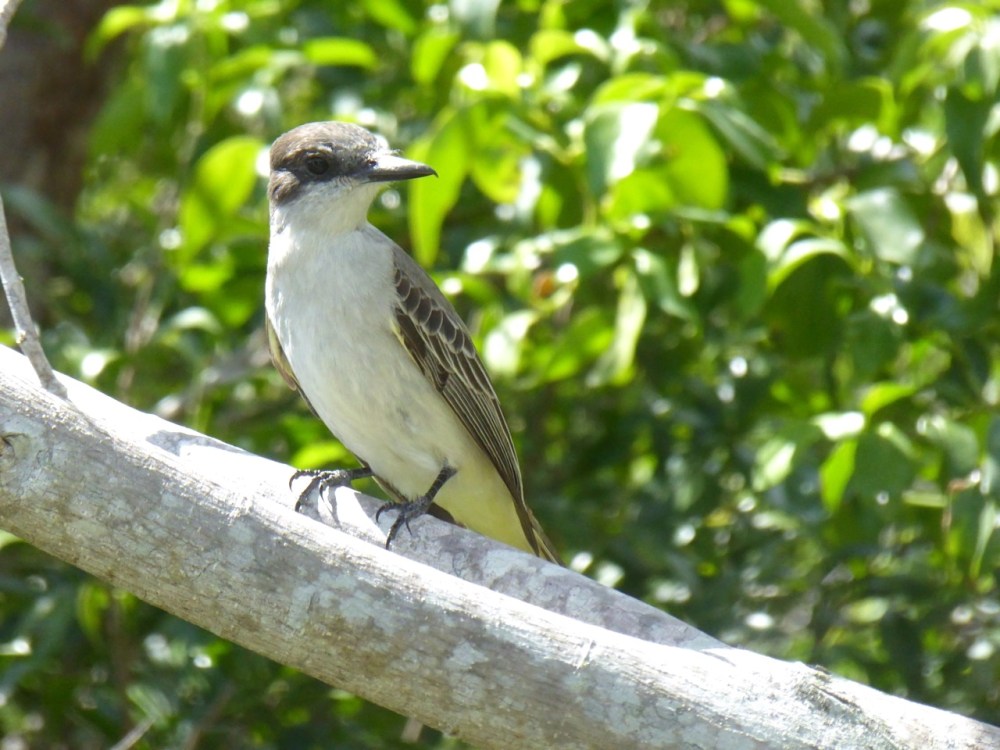 Loggerhead Kingbird, Delphi, Abaco, Bahamas (Keith Salvesen)