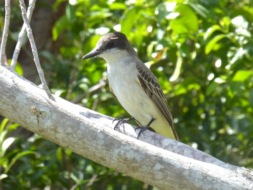 Loggerhead Kingbird, Delphi, Abaco, Bahamas (Keith Salvesen)