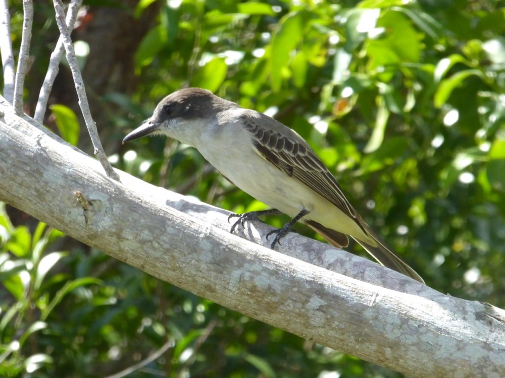 Loggerhead Kingbird, Delphi, Abaco, Bahamas (Keith Salvesen)