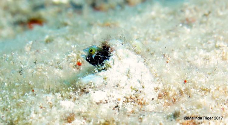 Roughhead Blenny - Melinda Riger / Grand Bahama Scuba