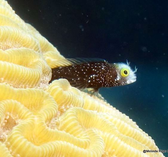 Roughhead Blenny - Melinda Riger / Grand Bahama Scuba