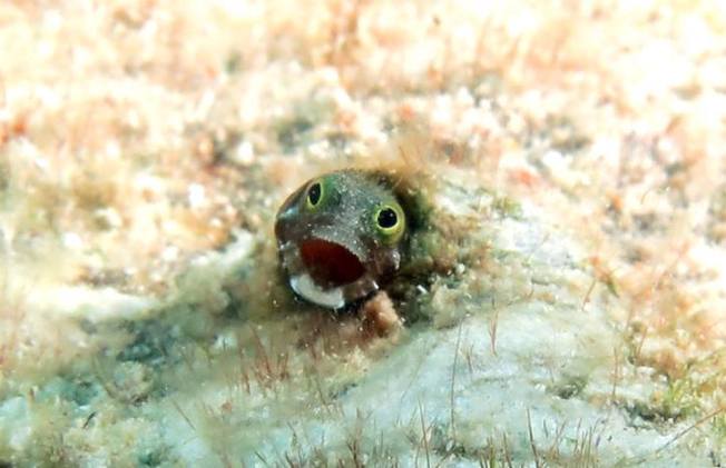 Roughhead Blenny - Melinda Riger / Grand Bahama Scuba