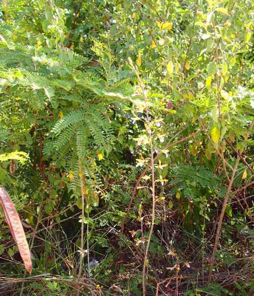 Orchid Eulophia graminea, Abaco, Bahamas (Lucy Davies)