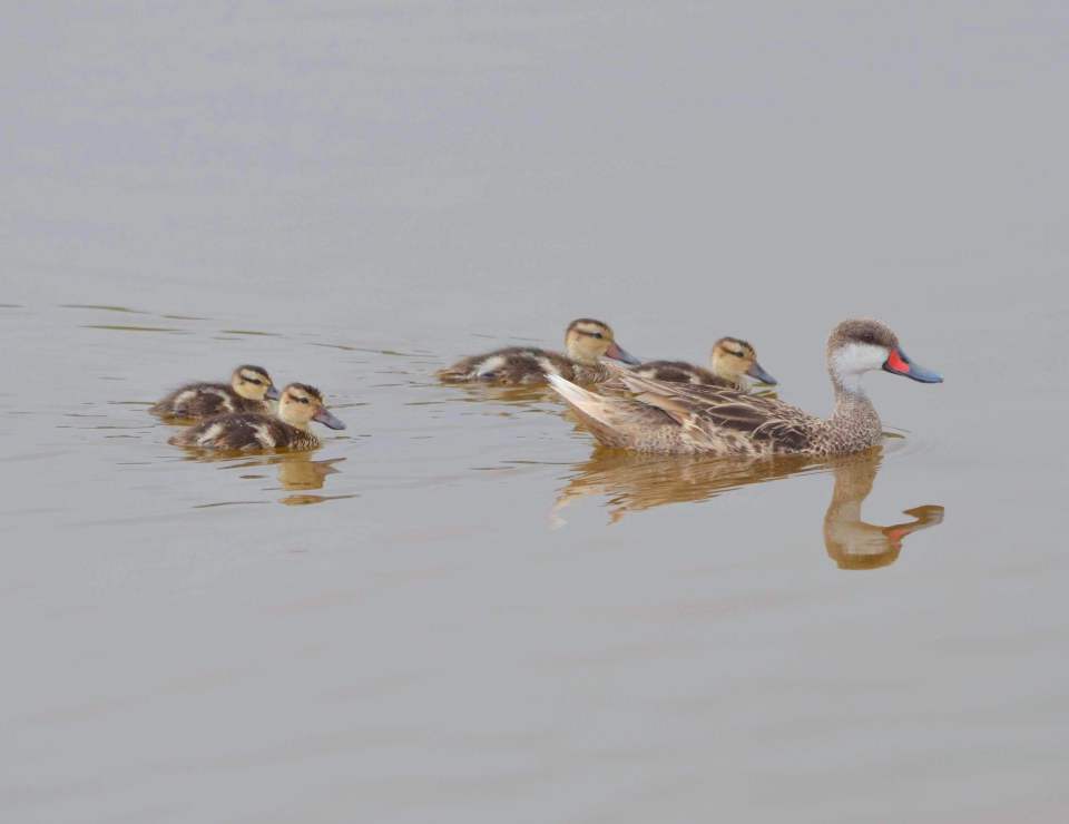White-Cheeked Pintail Ducks & Bahama Ducklings on Abaco (Charles Skinner)
