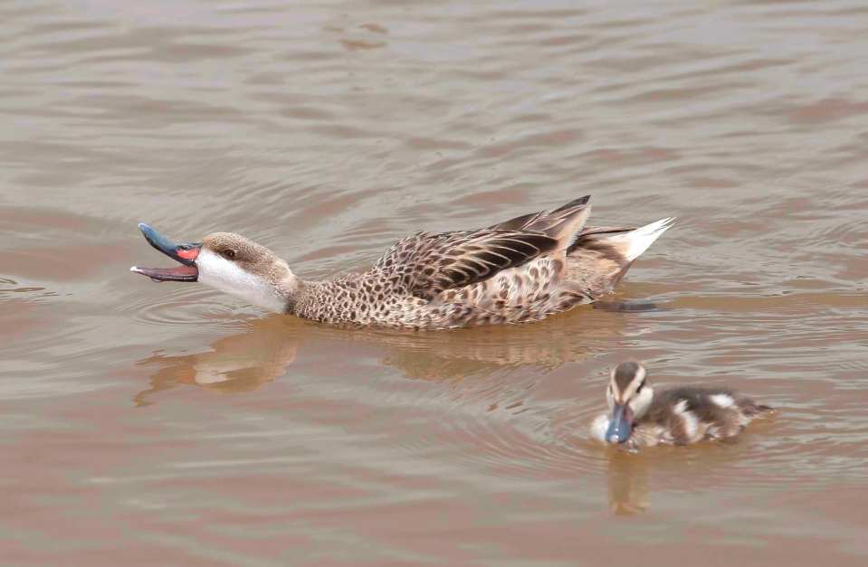 White-Cheeked Pintail Ducks & Bahama Ducklings on Abaco (Tom Sheley)