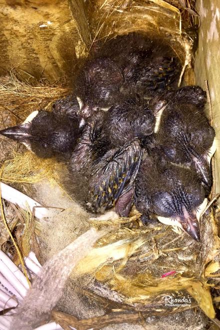 La Sagra's Flycatcher chicks in nest, Abaco - Rhonda Pearce