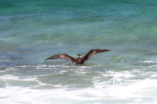 Audubon's Shearwater - part of a die-back event on Abaco (Rhonda Pearce)