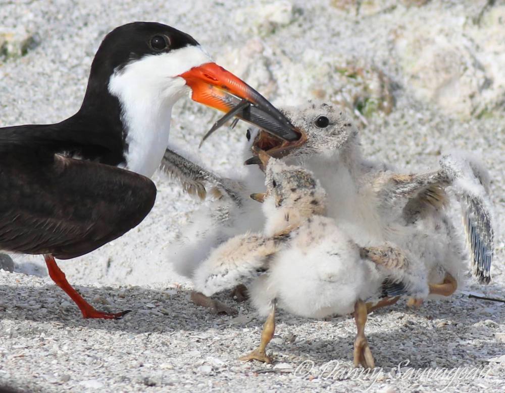 Black Skimmers and chicks - Danny Sauvageau