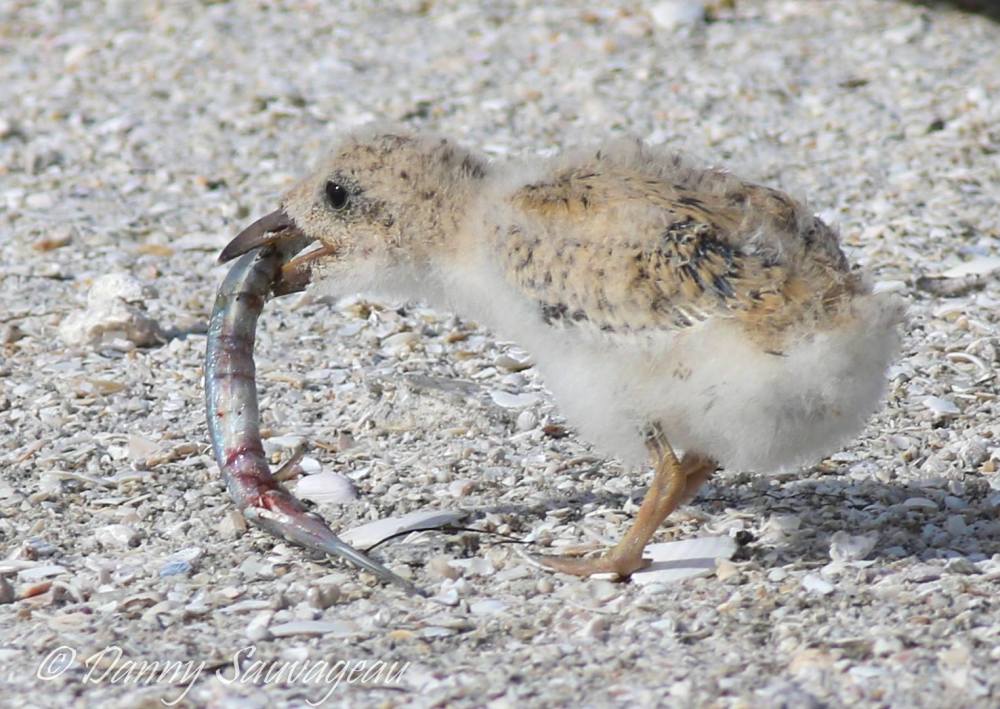 Black Skimmers and chicks - Danny Sauvageau