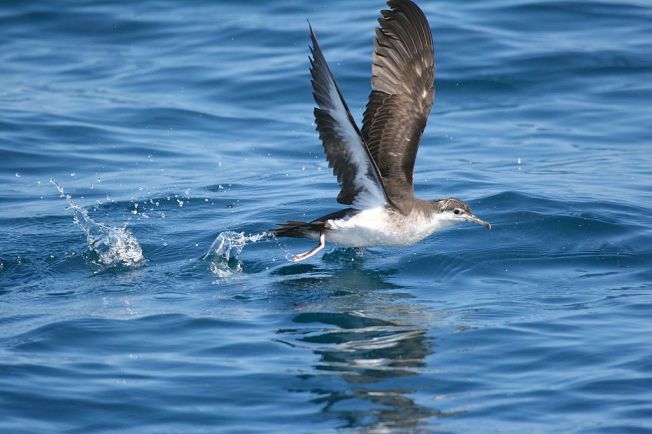 Audubon's Shearwater (Dominic Sherony Wiki)