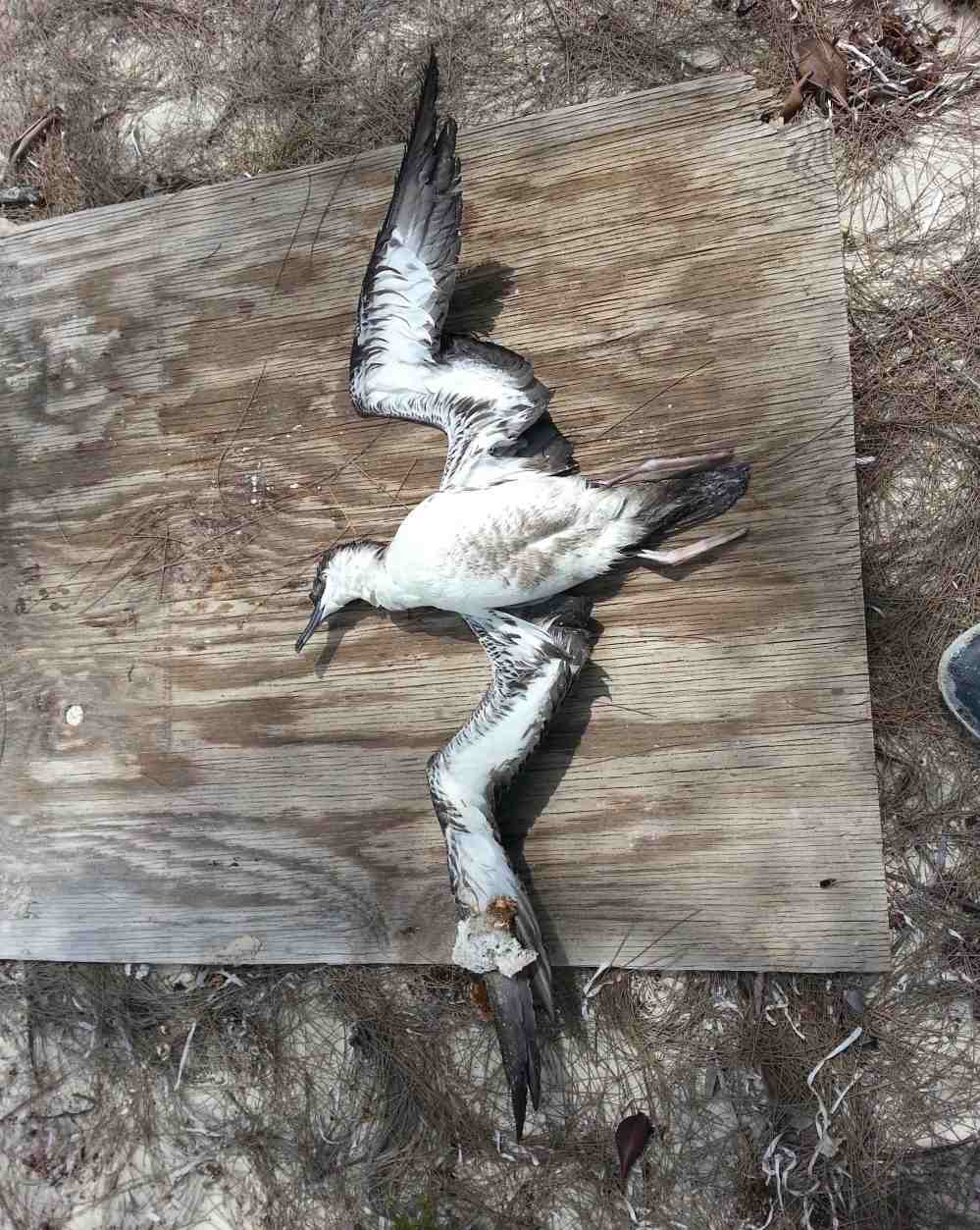 Audubon's Shearwater, Abaco (Keith Kemp)
