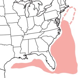 Audubon's-Shearwater_map (audubon.org)