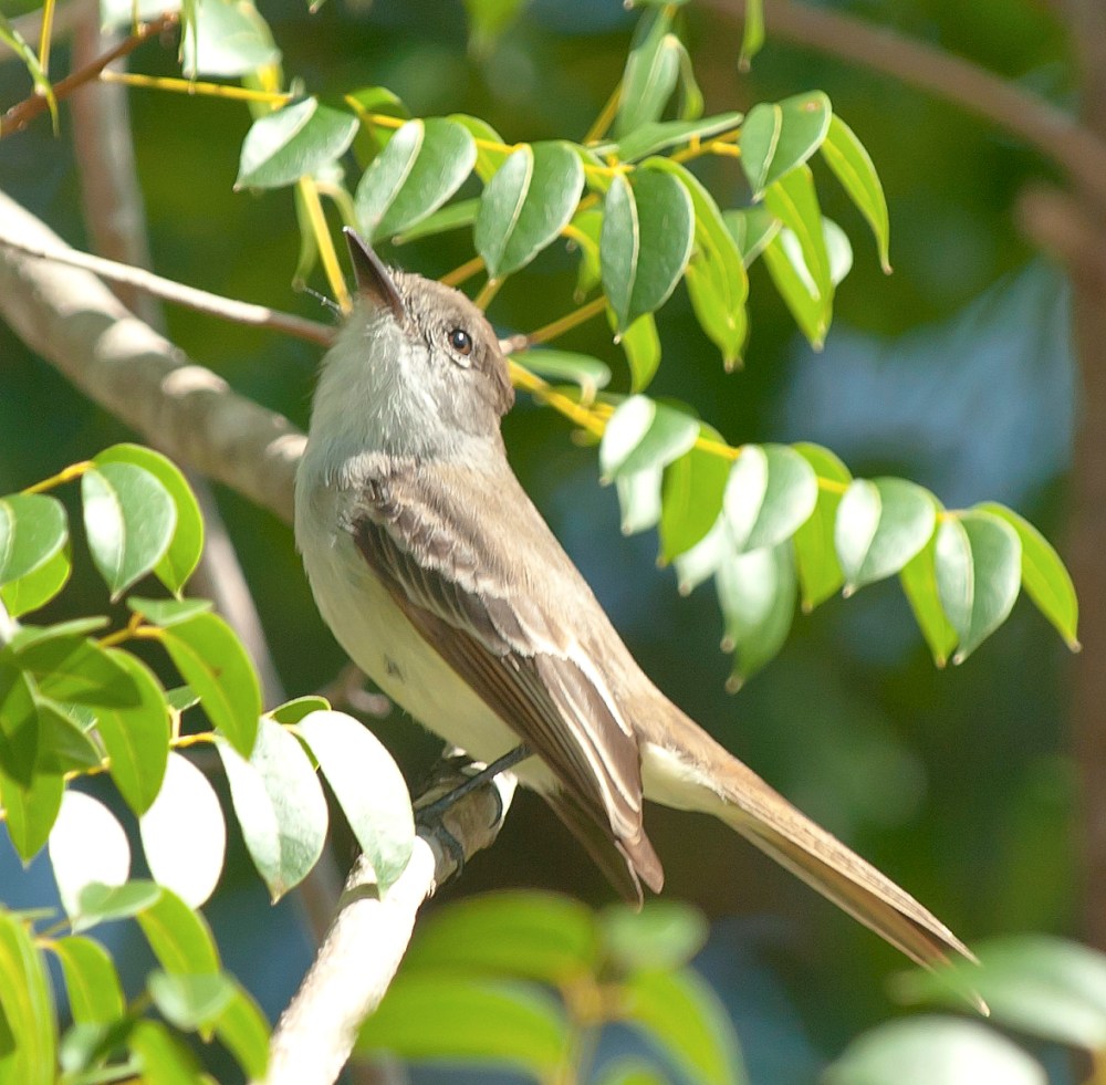 La Sagra's Flycatcher, Abaco - Tom Sheley