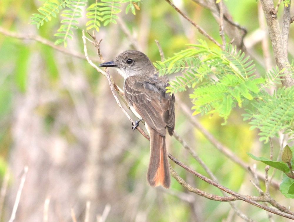 La Sagra's Flycatcher, Abaco - Charles Skinner