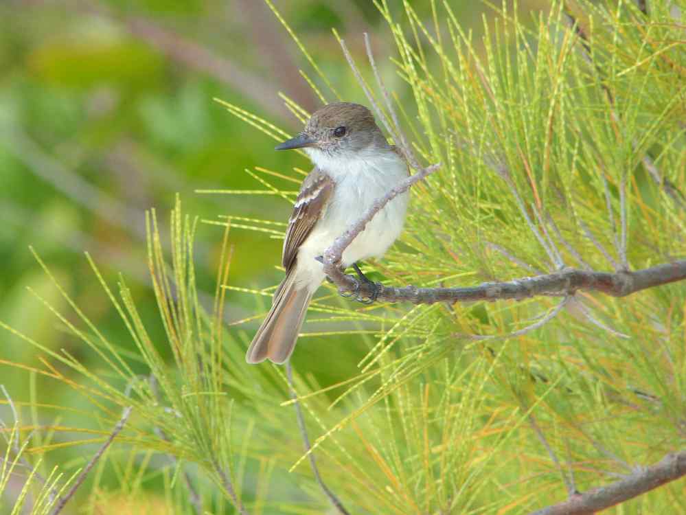 La Sagra's Flycatcher, Abaco - Keith Salvesen