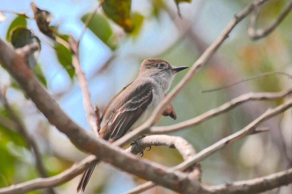 La Sagra's Flycatcher, Abaco - Peter Mantle